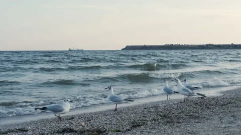 Seagulls on the sandy beach. Stock Footage 136310034