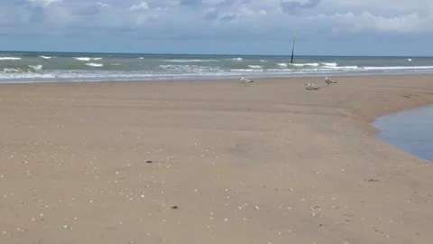 Seagulls on the sandy beach infront of the rough North Sea. Stock Footage 283671893