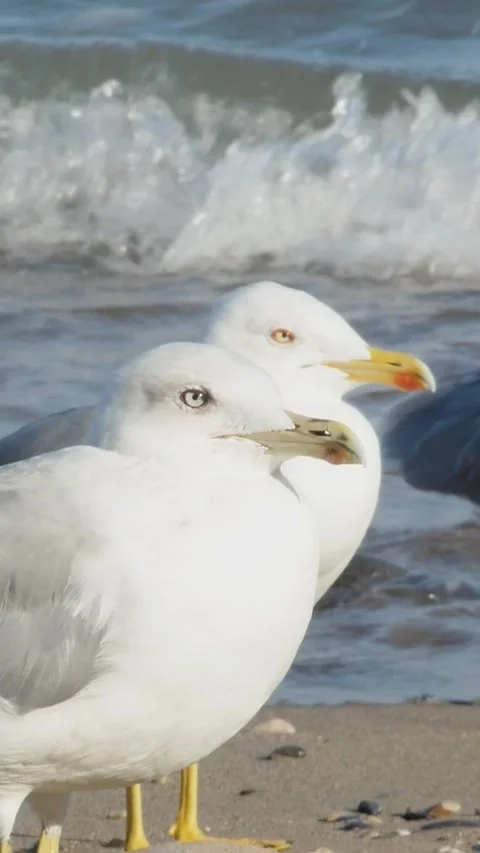 Seagulls on Sandy Beach with Ocean Waves, Close Up, Vertical Video Stockbeeldmateriaal 334628316
