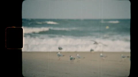 Seagulls on a sandy beach with ocean waves, Super 8 film Stock Footage 345489705