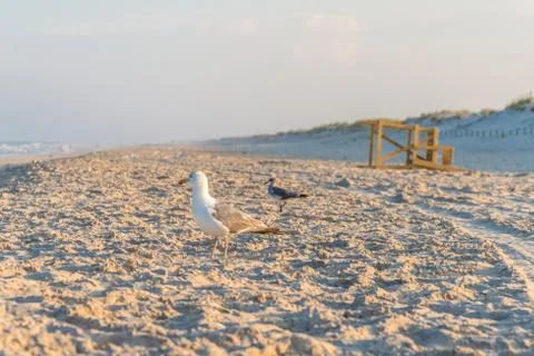 Seagulls at sandy beach Stock Photos