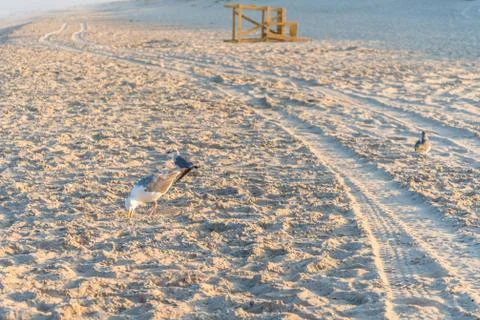 Seagulls at sandy beach Stock Photos