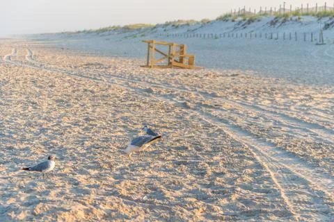 Seagulls at sandy beach Stock Photos