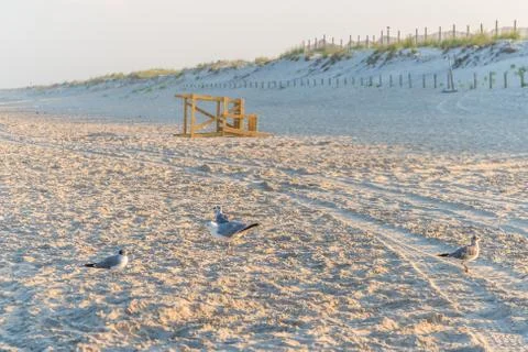 Seagulls at sandy beach Stock Photos