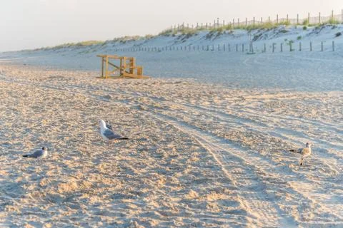 Seagulls at sandy beach Foto stock