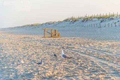 Seagulls at sandy beach Stock Photos