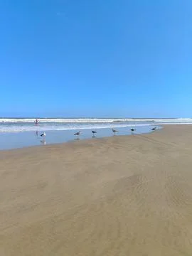 Seagulls on the sandy beach Stock Photos