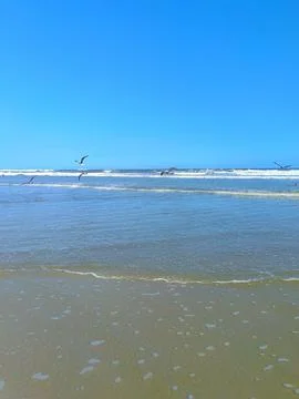 Seagulls on the sandy beach Stock Photos