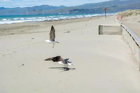Seagulls on a Sandy Beach Stock Photos
