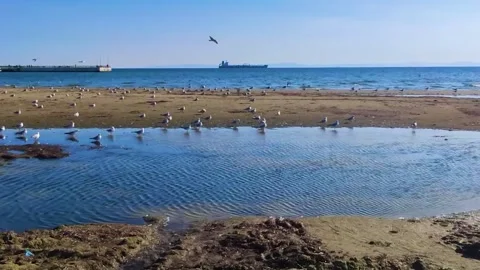 Seagulls on Sandy Beach with Sea Waves and Cargo Ship on Horizon in Turkey Stock Footage 328057879