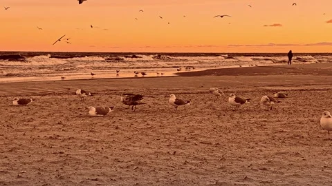 Seagulls on a Sandy Beach at Sunset with Vibrant Orange Sky Stockbeeldmateriaal 297614878