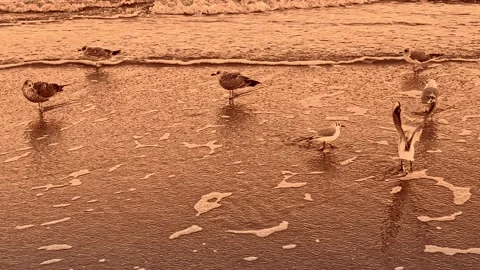 Seagulls on a Sandy Beach at Sunset with Vibrant Orange Sky Stockbeeldmateriaal 297615703