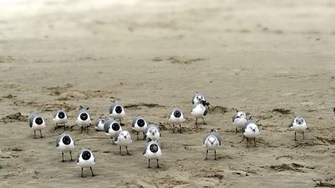 Seagulls on a sandy beach in Texas. Stock Footage 138532943