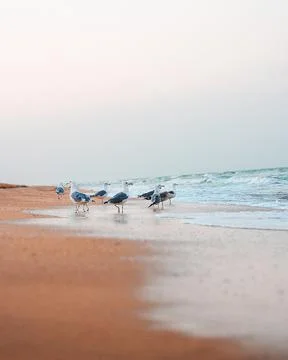 Seagulls on the sandy shore Stock Photos