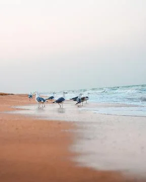 Seagulls on the sandy shore Stock Photos