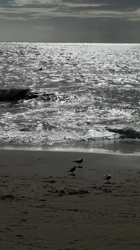 Seagulls on sea beach. Vertical video Stock Footage 240920691