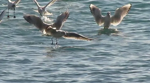Seagulls on the sea Stock Footage 27847766