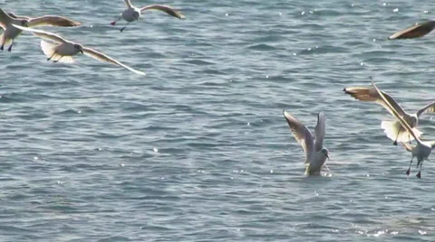 Seagulls on the sea Video stock 27881930