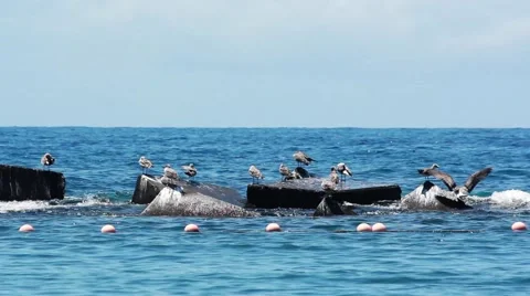 SEAGULLS ON THE SEA Stock Footage 40927376