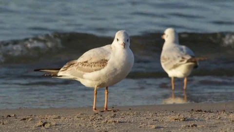 Seagulls by the sea Video stock 84797800