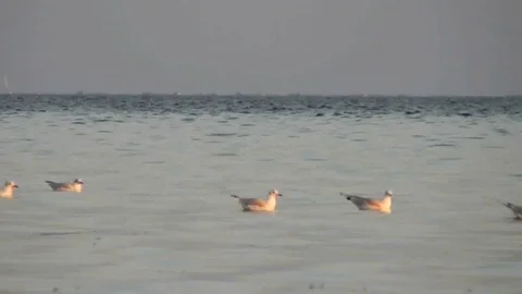 Seagulls on the sea Stockbeeldmateriaal 98991774