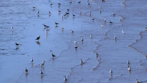 Seagulls in the sea Stock Footage 127407829