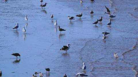 Seagulls in the sea Stock Footage 127408335