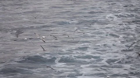 Seagulls in the sea Stock Footage 132024209