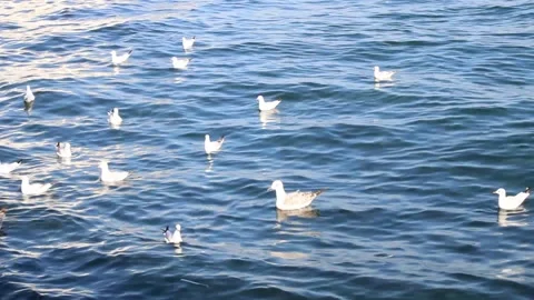Seagulls in the sea Stock Footage 136031719