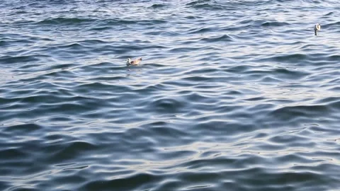 Seagulls in the sea Stock Footage 141184692