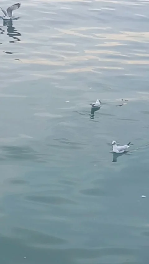 Seagulls in the sea Stock Footage 264485181