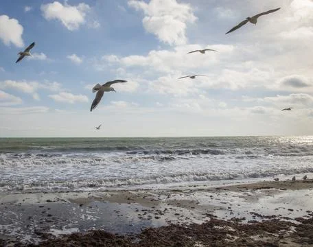 Seagulls on the sea Stock Photos