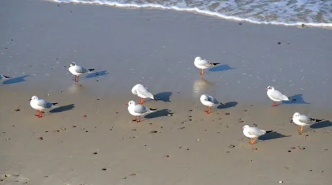 Seagulls on the sea sandy coast 스톡 동영상 47139461