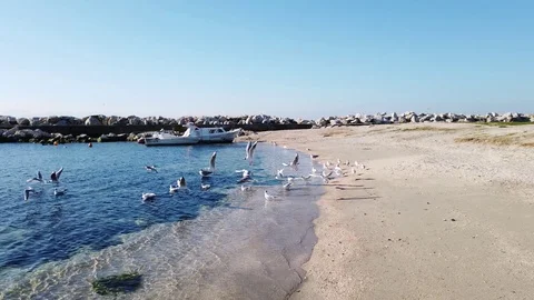 Seagulls at the sea side Stock Footage 127170277