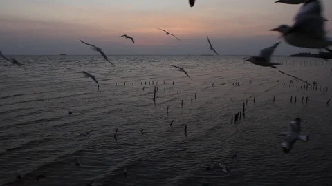 Seagulls with the sea at sunset. Stock Footage 97376357