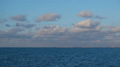 Seagulls sea sunset. Video stock 195153041