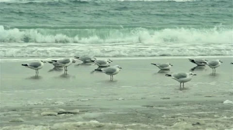 Seagulls on sea timelapse Video stock 55425053