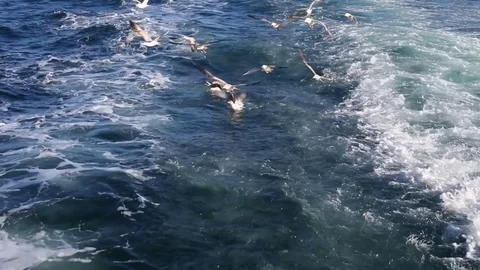 Seagulls , seagulls, seagulls Stock Footage 74625011