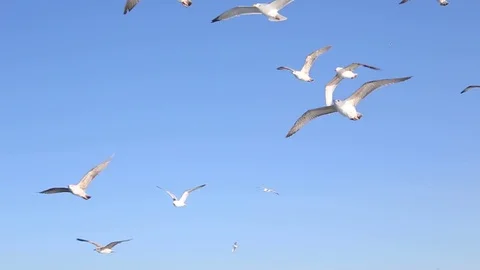 Seagulls , seagulls, seagulls Stock Footage 74625031
