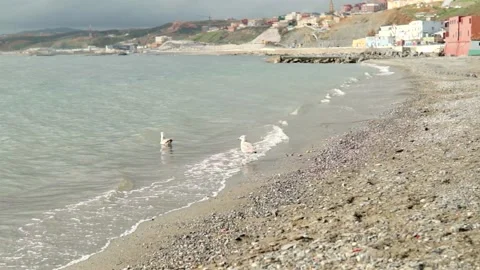 Seagulls on the seashore, flying low over the sea Stock Footage 168326107