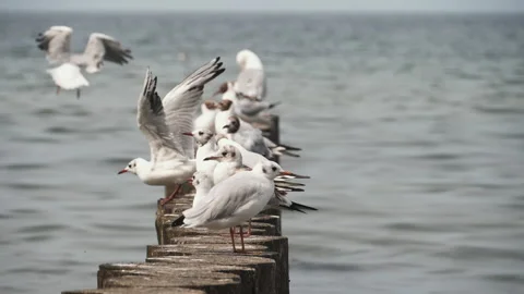 Seagulls on the seashore Stock-Footage 160150595