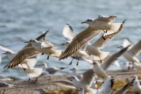 Seagulls at seashore Stock Photos