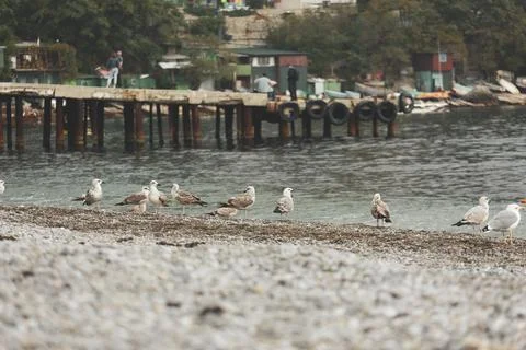 Seagulls on the seashore Stock Photos