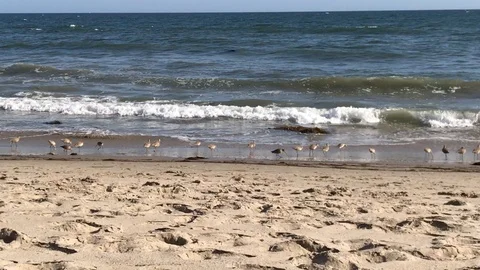 Seagulls By The Seashore Playing In Ocean Waves Stock Footage 97968325