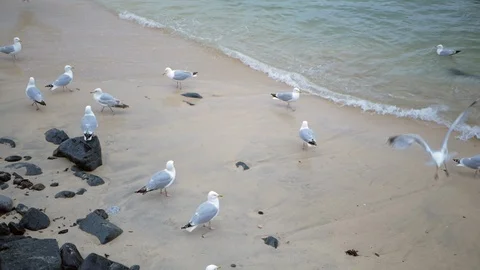 The seagulls on the seashore waiting for the waves that bring food for them Video stock 111946498