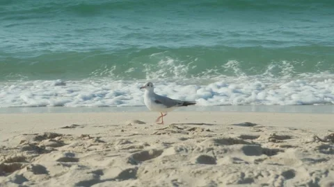 Seagulls on a Seaside beach Stock Footage 299816183
