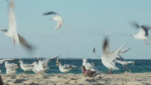 Seagulls on a Seaside beach Stock Footage 299816487