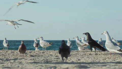 Seagulls on a Seaside beach Stock Footage 299816814