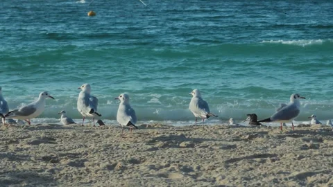 Seagulls on a Seaside beach Stock Footage 299816993