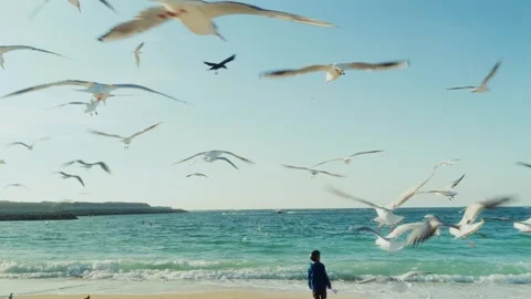 Seagulls on a Seaside beach Stock Footage 299817221